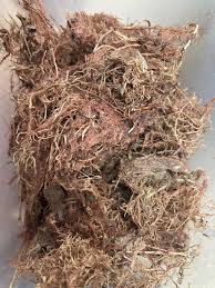 Attēlu rezultāti vaicājumam “Cribraria atrofusca stalked”