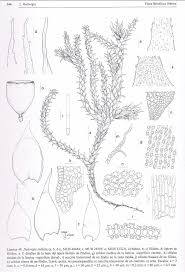 Attēlu rezultāti vaicājumam “Hedwigia ciliata sporophyte”