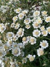 Attēlu rezultāti vaicājumam “Achillea salicifolia flower”