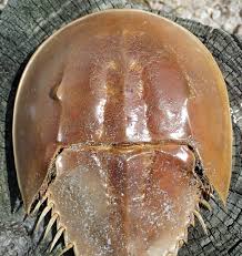 Image result for Limulus polyphemus