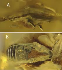 Attēlu rezultāti vaicājumam “Aphodius subterraneus imago”