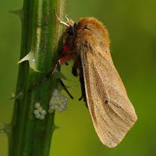 Attēlu rezultāti vaicājumam “Phragmatobia fuliginosa imago”