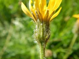 Attēlu rezultāti vaicājumam “Leontodon hispidus flower”