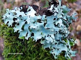 Attēlu rezultāti vaicājumam “Hypotrachyna sp.”