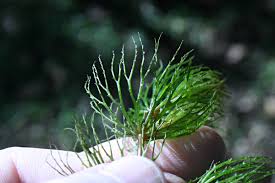 Attēlu rezultāti vaicājumam “Ceratophyllaceae”