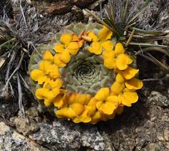 Attēlu rezultāti vaicājumam “Viola collina flower”