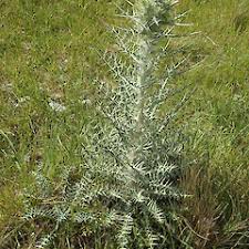 Image result for Ptilostemon afer
