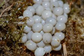 Attēlu rezultāti vaicājumam “Craterium minutum spores”