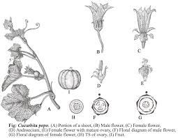 Attēlu rezultāti vaicājumam “Cucurbitaceae”