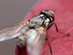 fly insect in public domain - via Daymix