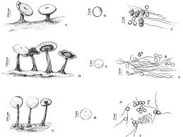 Attēlu rezultāti vaicājumam “Diderma hemisphaericum stalked”