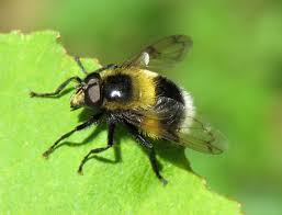 Attēlu rezultāti vaicājumam “Volucella bombylans”