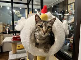 猫次郎에 대한 이미지 검색결과