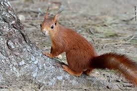 Attēlu rezultāti vaicājumam “Sciurus vulgaris”