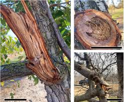 Attēlu rezultāti vaicājumam “Phellinus”