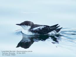 Image result for Brachyramphus perdix