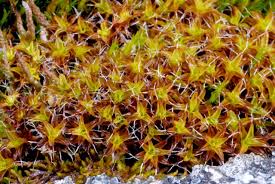 Attēlu rezultāti vaicājumam “Syntrichia virescens”