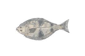 Image result for Hippoglossus hippoglossus