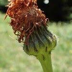 Attēlu rezultāti vaicājumam “Hypochaeris maculata”