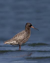 Image result for Tringa erythropus