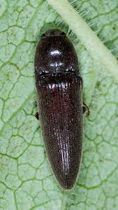 Attēlu rezultāti vaicājumam “Melanotus sp.”