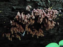 Attēlu rezultāti vaicājumam “Arcyria denudata young”