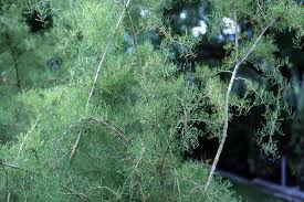 Attēlu rezultāti vaicājumam “Cribraria oregana macro”