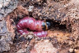 Attēlu rezultāti vaicājumam “Cossus cossus larva”