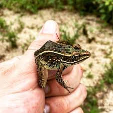 Attēlu rezultāti vaicājumam “Ranidae”