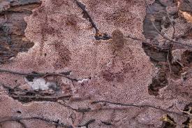 Attēlu rezultāti vaicājumam “Ceriporia excelsa”