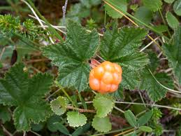 Attēlu rezultāti vaicājumam “Rubus chamaemorus”