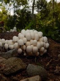 Attēlu rezultāti vaicājumam “Diderma subincarnatum”