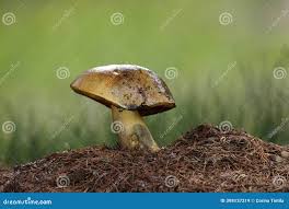 Attēlu rezultāti vaicājumam “Sutorius luridiformis”