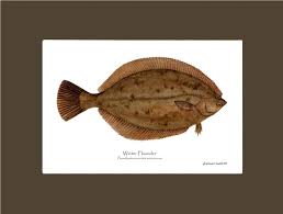 Image result for Pseudopleuronectes americanus