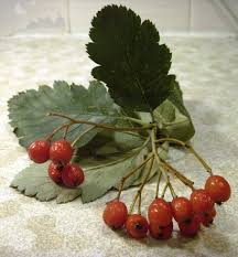 Attēlu rezultāti vaicājumam “Sorbus intermedia”