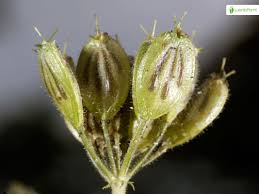 Attēlu rezultāti vaicājumam “Heracleum sosnowskyi fruit”