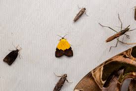 Attēlu rezultāti vaicājumam “Athelia pyriformis”