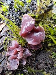 Attēlu rezultāti vaicājumam “Ascocoryne cylichnium”