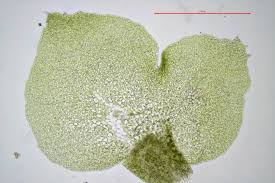 Attēlu rezultāti vaicājumam “Scapania irrigua”