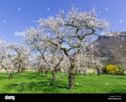 Attēlu rezultāti vaicājumam “Prunus armeniaca”
