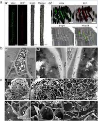 Attēlu rezultāti vaicājumam “Enteridium corticatum spores”