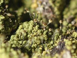 Attēlu rezultāti vaicājumam “Chaenotheca ferruginea”