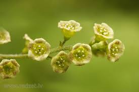 Attēlu rezultāti vaicājumam “Ribes rubrum flower”
