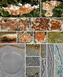 Attēlu rezultāti vaicājumam “Hypocrea pulvinata”