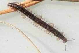 Attēlu rezultāti vaicājumam “Craspedosoma rawlinsi”