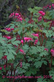 Image result for tränendes Herz