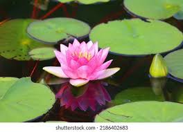 Attēlu rezultāti vaicājumam “Nymphaeaceae”