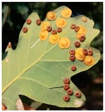 Attēlu rezultāti vaicājumam “Neuroterus quercusbaccarum”