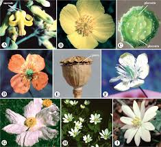 Attēlu rezultāti vaicājumam “Ranunculus lanuginosus bud”