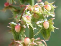 Attēlu rezultāti vaicājumam “Rumex obtusifolius flower”